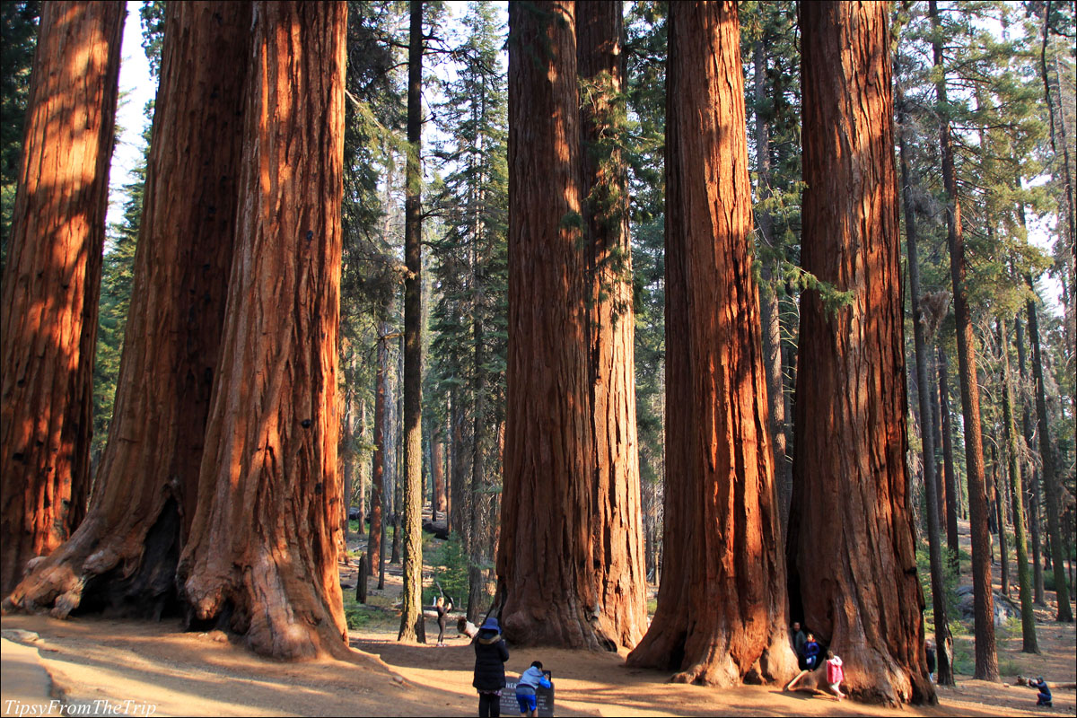 Parker Family - Giant Sequoias