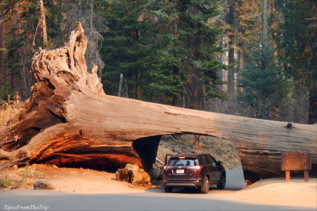 Tunnel Log