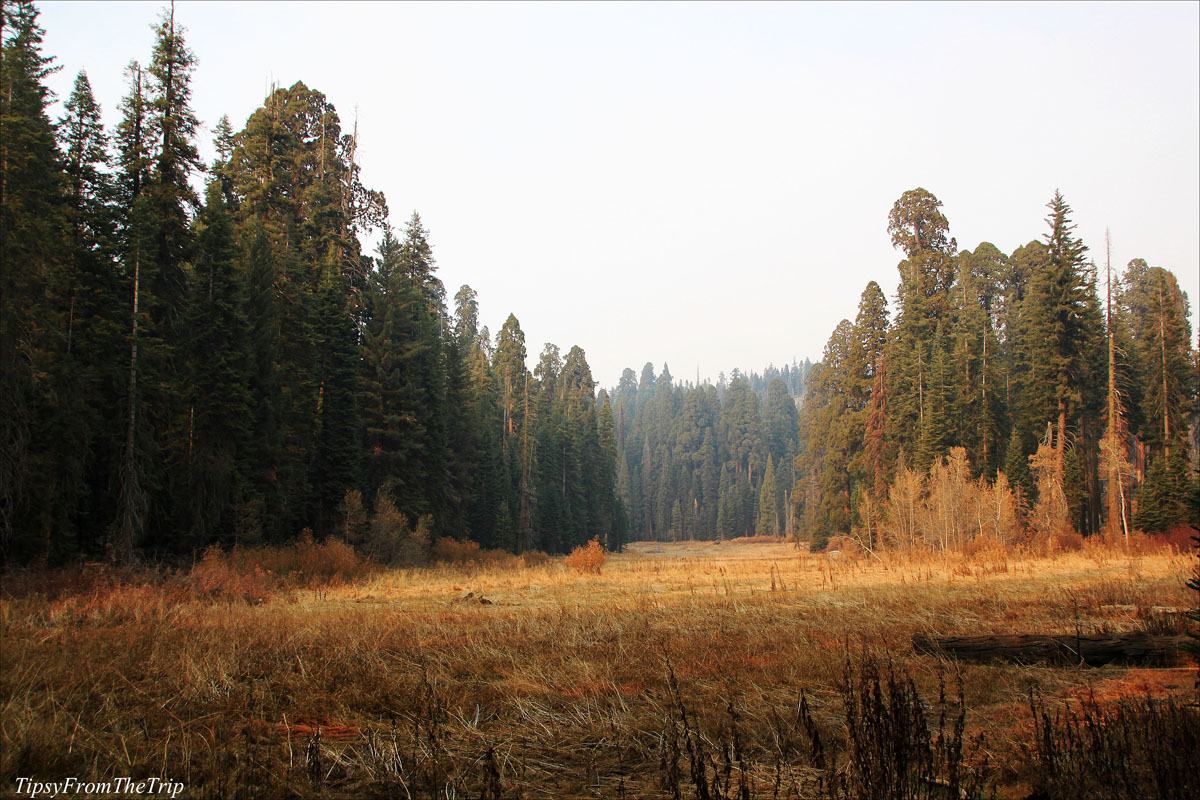 Crescent Meadow - sequoia NP