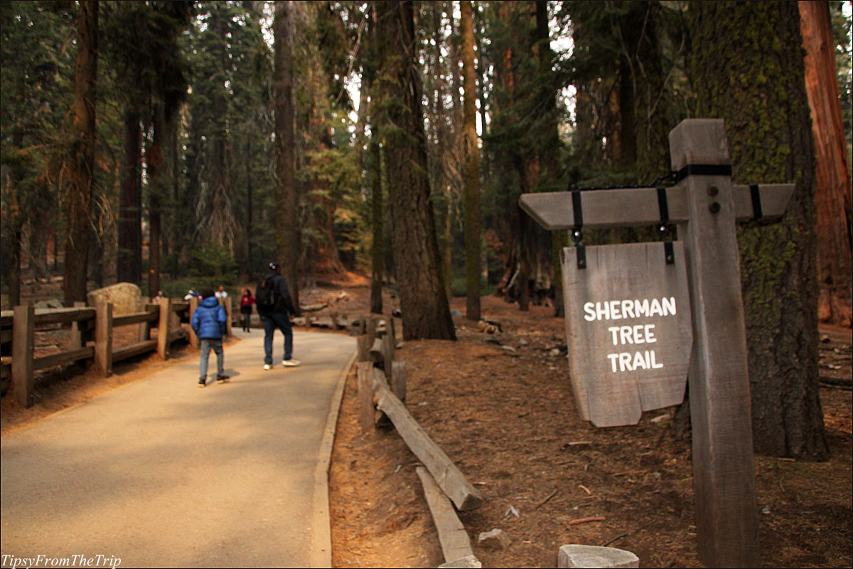 Sherman Tree trail