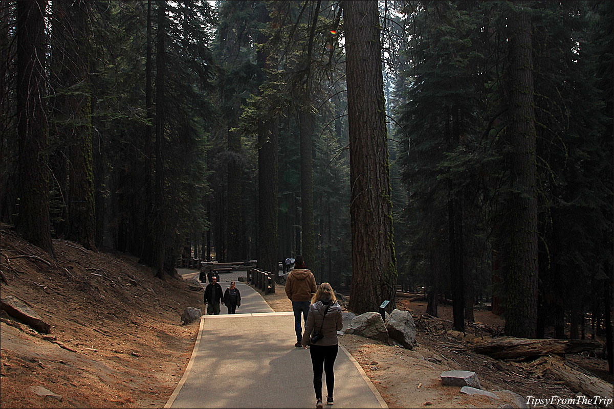 Sherman Tree Trail, Sequoia National Park, CA