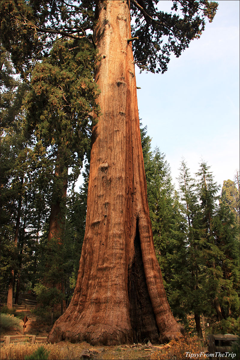 Sentinel Tree, Sequoia National Park, CA