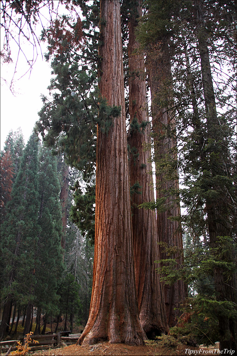 Three Graces, Giant Forest, Sequoia National Park