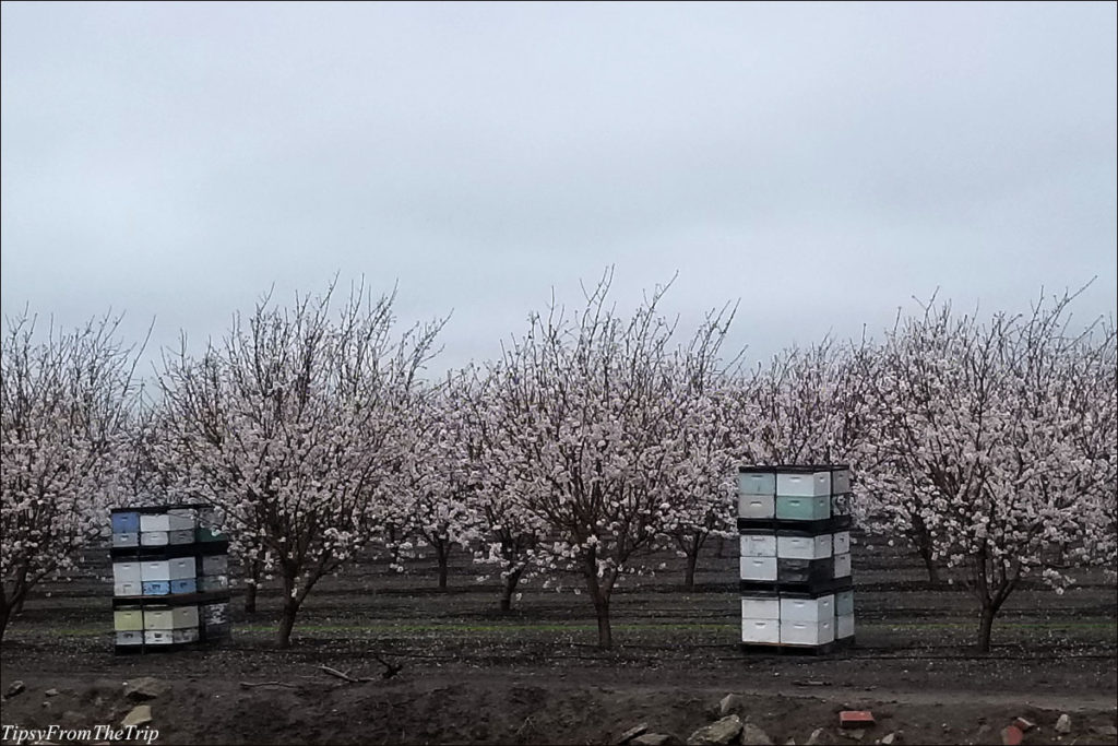 Bee Hives and Almond Blossoms