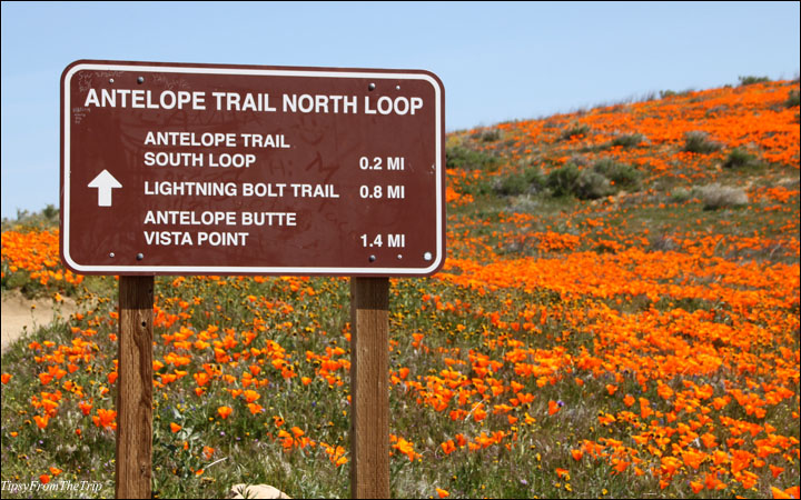 Trails at the poppy reserve in Antelope Valley.