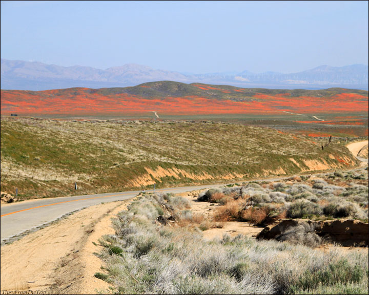 The road to Antelope Valley Poppy Reserve