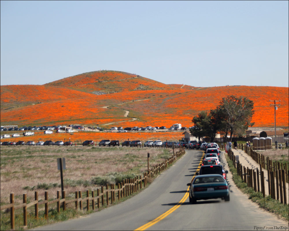 Antelope Valley The best place to see California Poppies Tipsy from