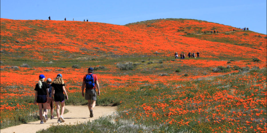 Antelope Valley Poppies during a super bloom.