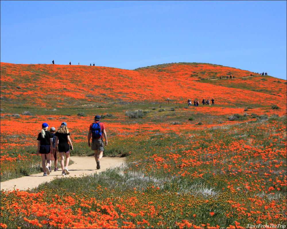 Antelope Valley: The best place to see California Poppies Tipsy from