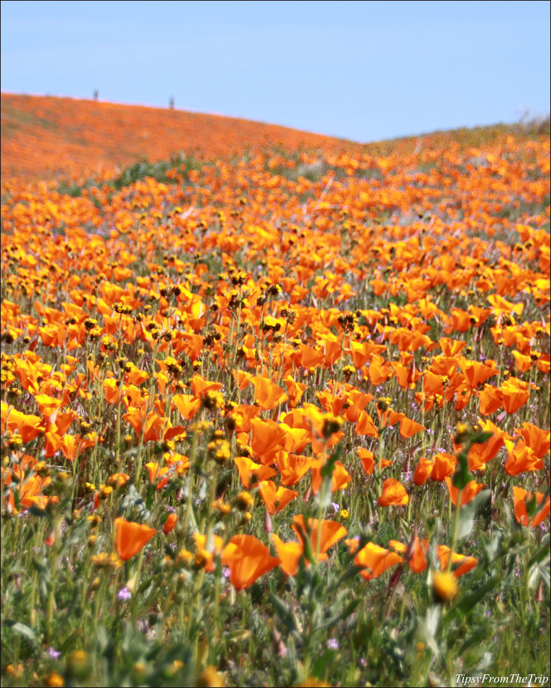 Golden Poppies at Antelope Valley