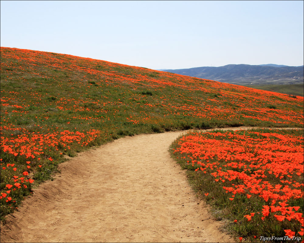 A poppy trail, California