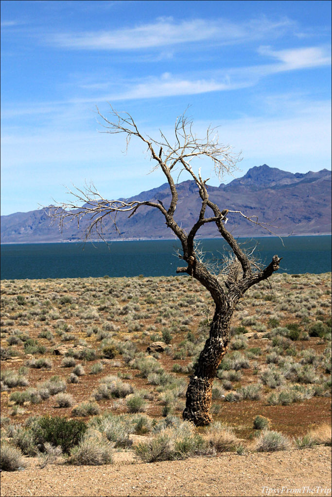 Desert Lakes: Pyramid Lake NV