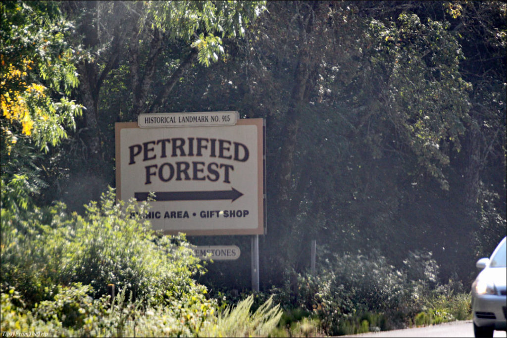 Petrified Forest, California