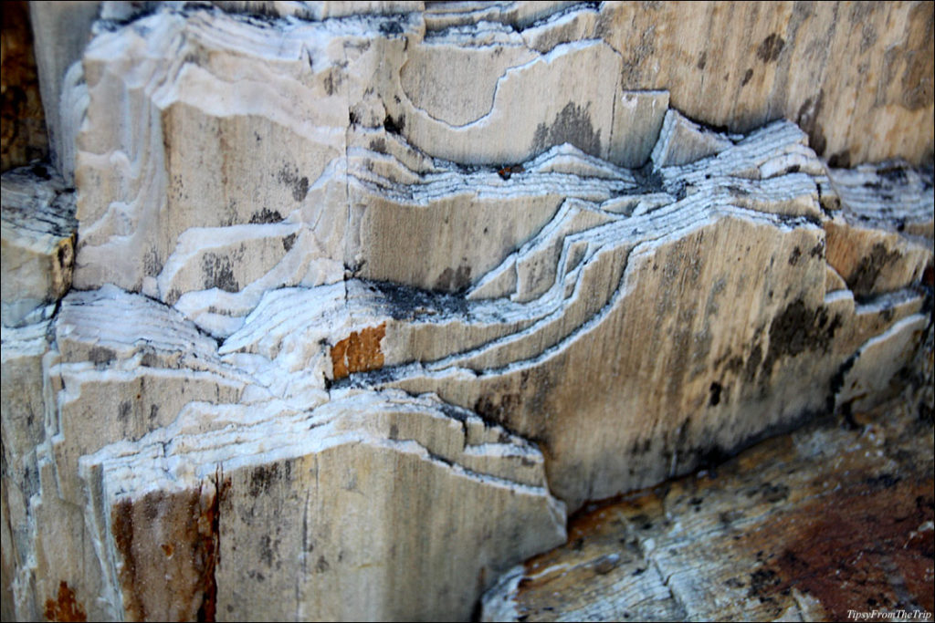Petrified wood close up