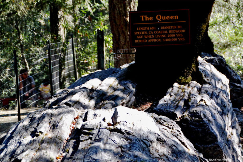 The Queen, Redwood Tree