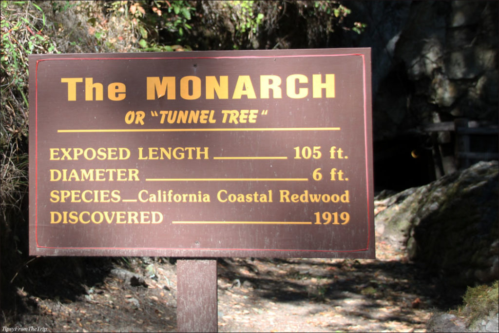 The Monarch, Redwood Tree