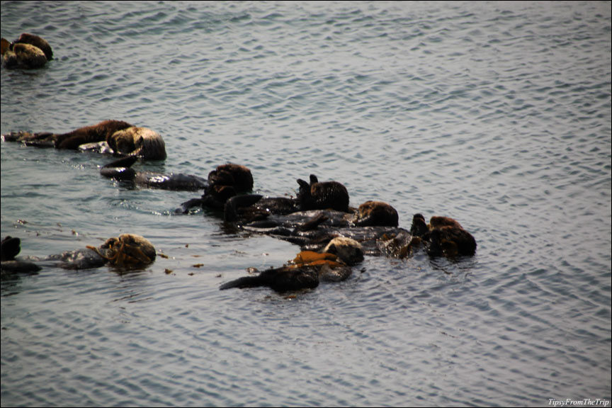 Sea Otters, Morro Bay