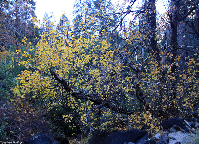 Fall colors, Yosemite