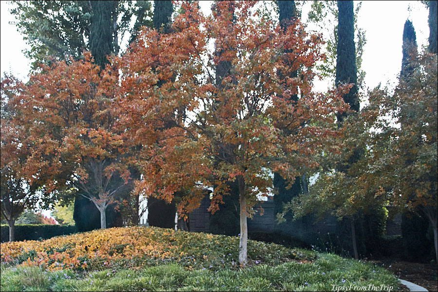 Fall color, MH, CA