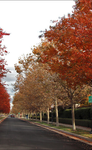 Fall Color in Mountain House, CA