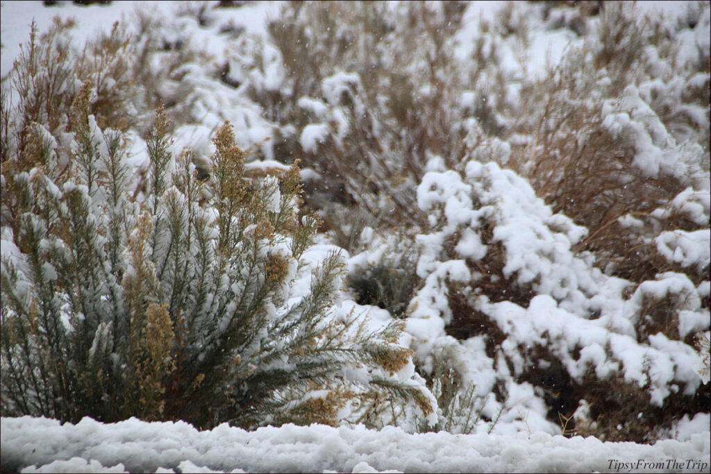 One snowy day in Mojave Desert.