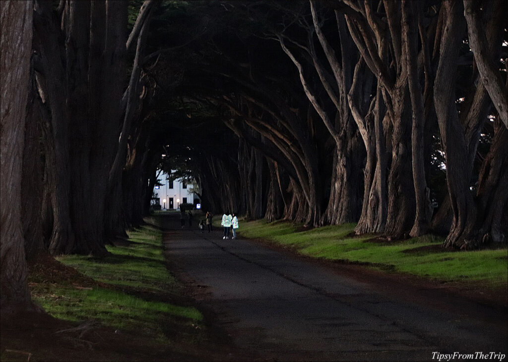 Cypress Tree Tunnel, Inverness, CA