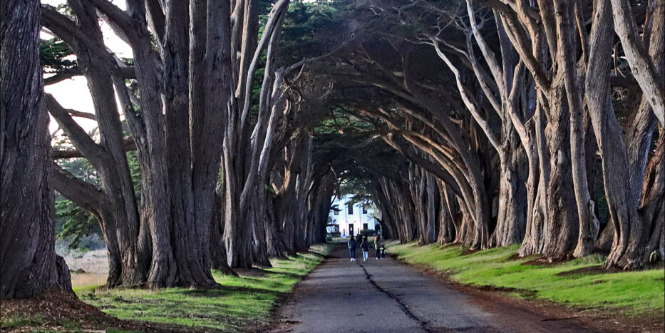 Cypress Tree Tunnel, CA