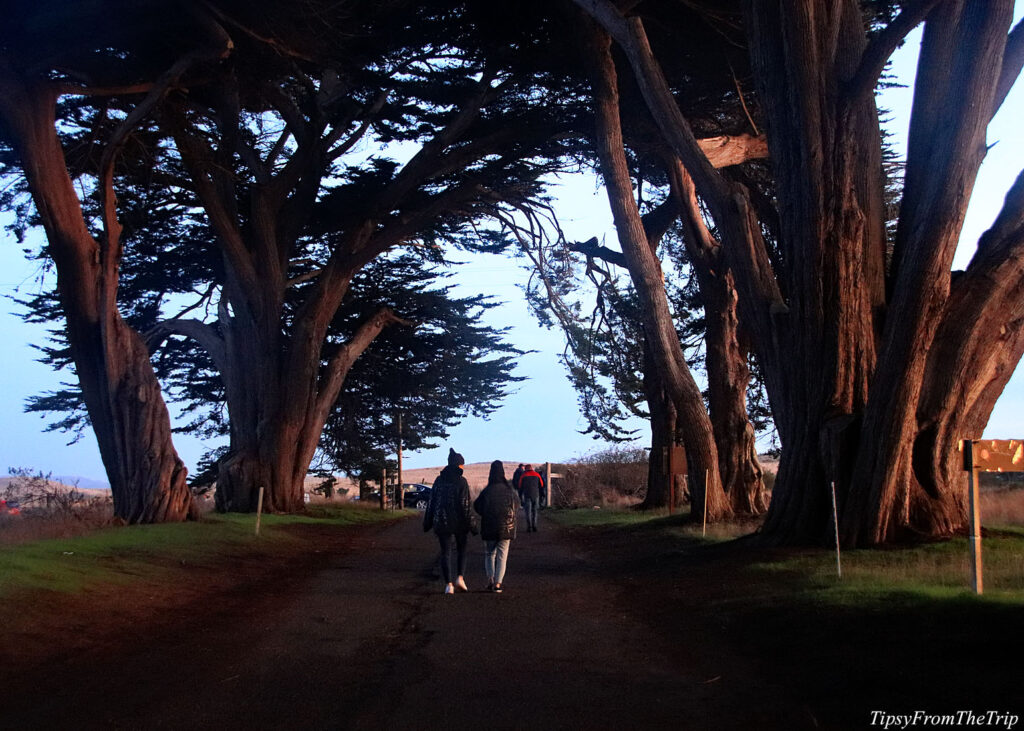 The other end of Cypress Tree Tunnel,