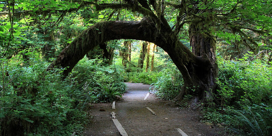 Hoh Rain Forest - The Seven Wonders of Washington State