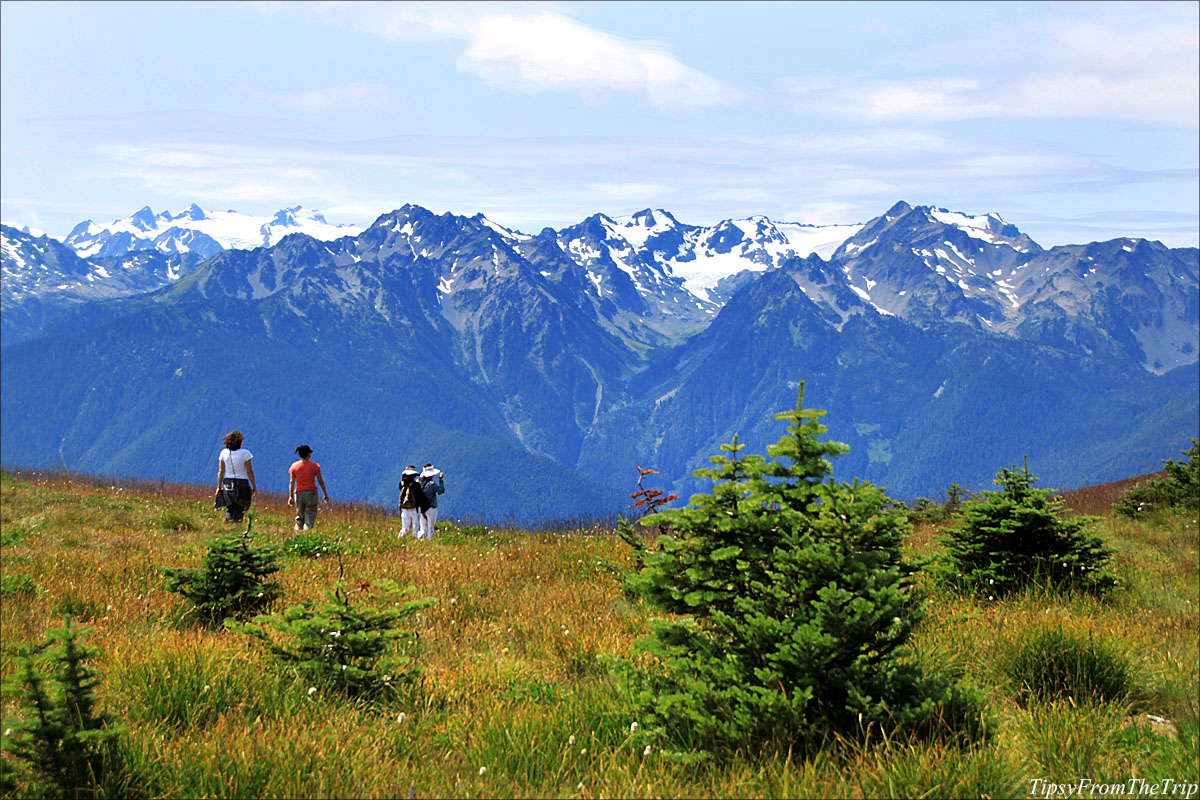 What's Ridge What to do at Hurricane Ridge | Tipsy from the TRIP