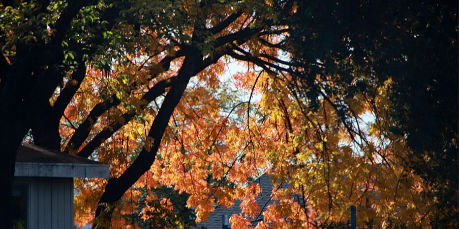 Fall Colors, Bay Area