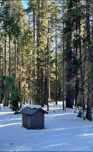 The Evergreen Trees of the Sierra Nevada