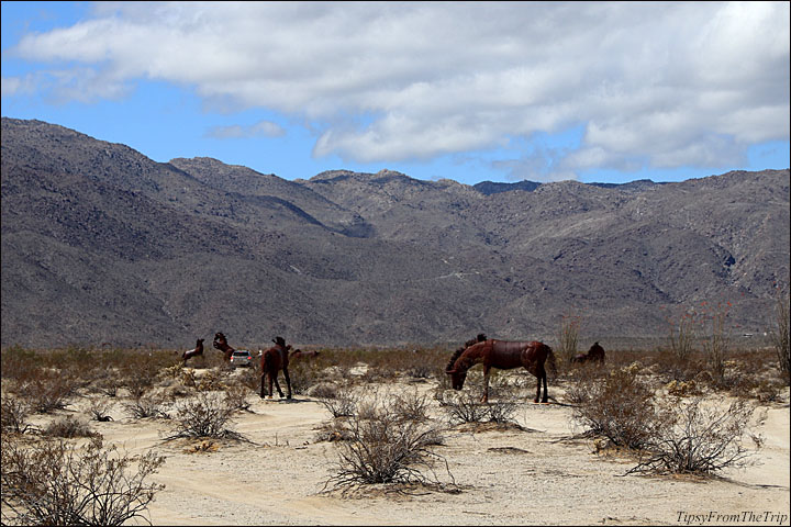 See it to believe it: Animals big and small grazing out in the Desert