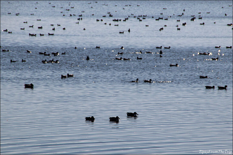 Bay Area Hikes: Mallard Slough Trail in Alviso | Tipsy from the TRIP