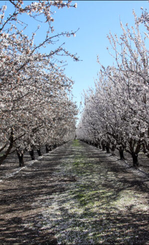 Almond Blossoms in CA