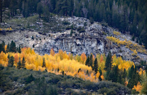 Fall Color in Tioga Pass