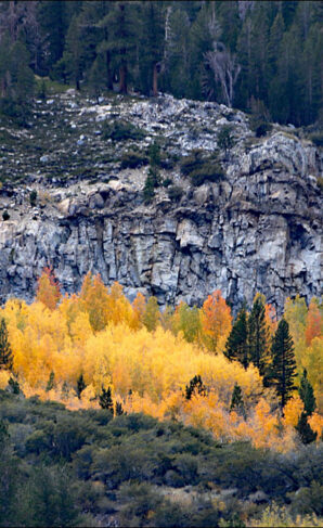 Fall Color in Tioga Pass