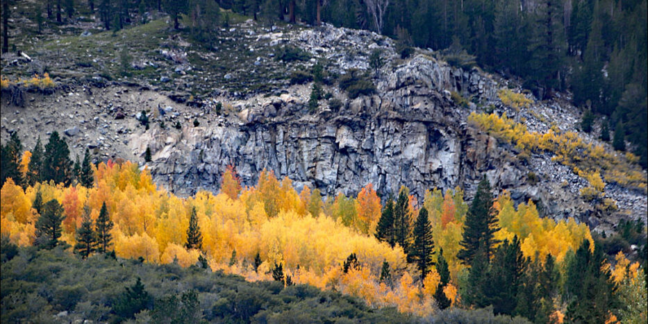 Fall Color in Tioga Pass
