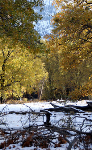 Fall color and snow in Yosemite