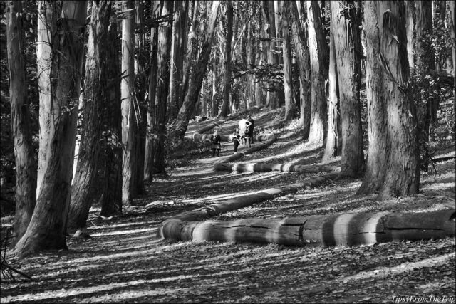 A Wood Line out in the Eucalyptus Woods | Tipsy from the TRIP