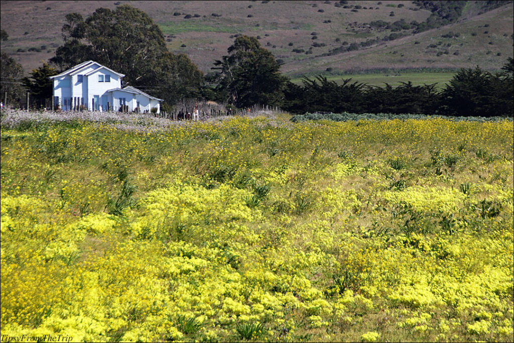 Yellow Wildflowers on the San Mateo Coast, California. 