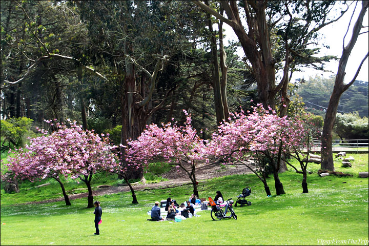 Kwanzan Cherry Tree  - Golden Gate Park, San Francisco
