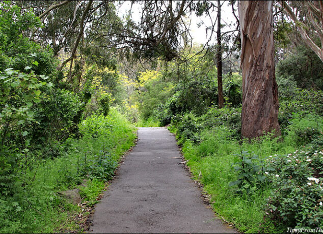 A hike in Golden Gate Park