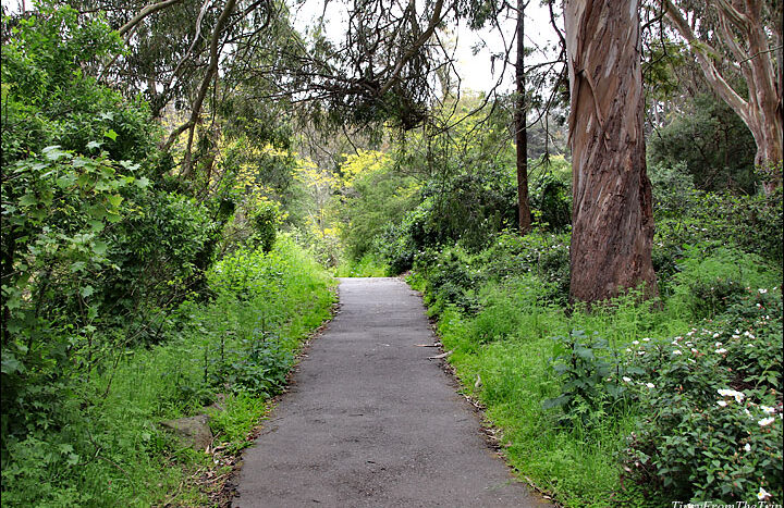 A hike in Golden Gate Park