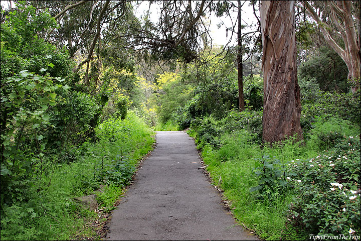 A hike in Golden Gate Park