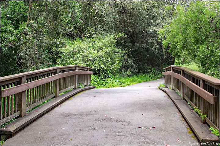 A bridge in Golden Gate Park