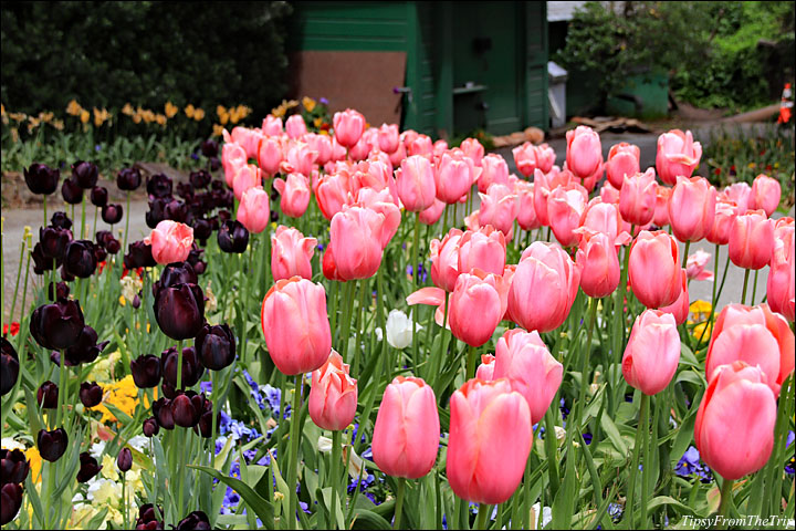 Queen Wilhelmina Tulip Garden