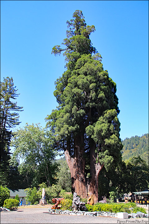 Grandfather Tree, Coast Redwood in Piercy, CA
