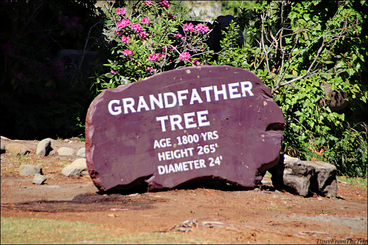 Grandfather Tree - Facts 