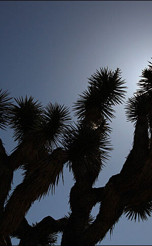 Joshua Tree